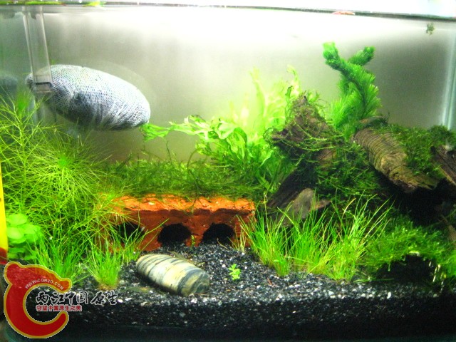 虾缸1