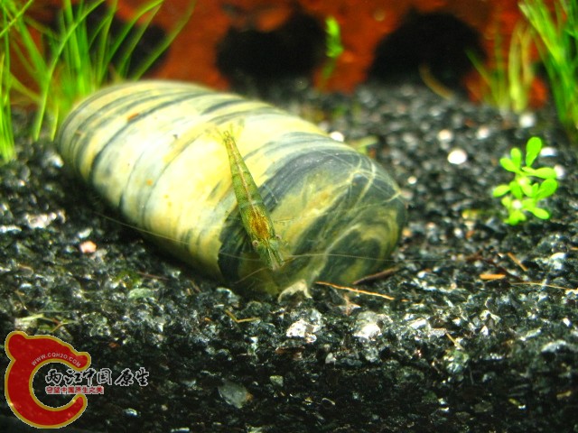 只有黑壳 虎纹跟红鼻网购 路上漏水收到变虾干了 不过老板退钱了 可惜了那么多小生命 