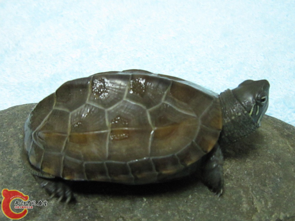 IMG_1205.JPG