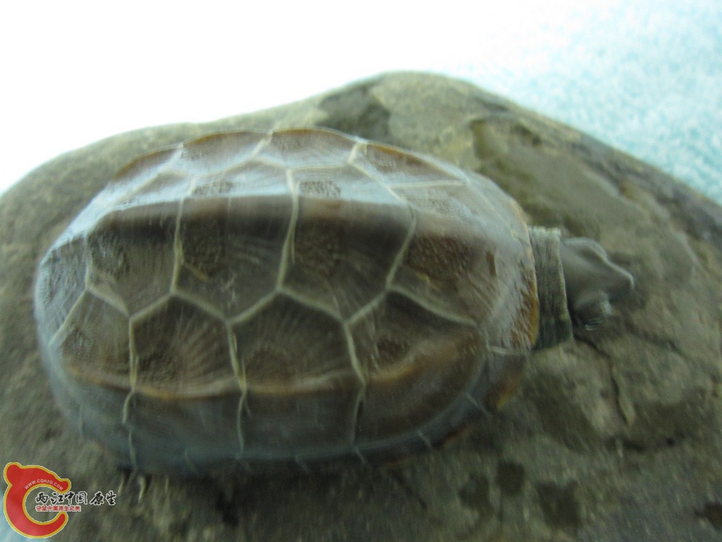 IMG_1213.JPG
