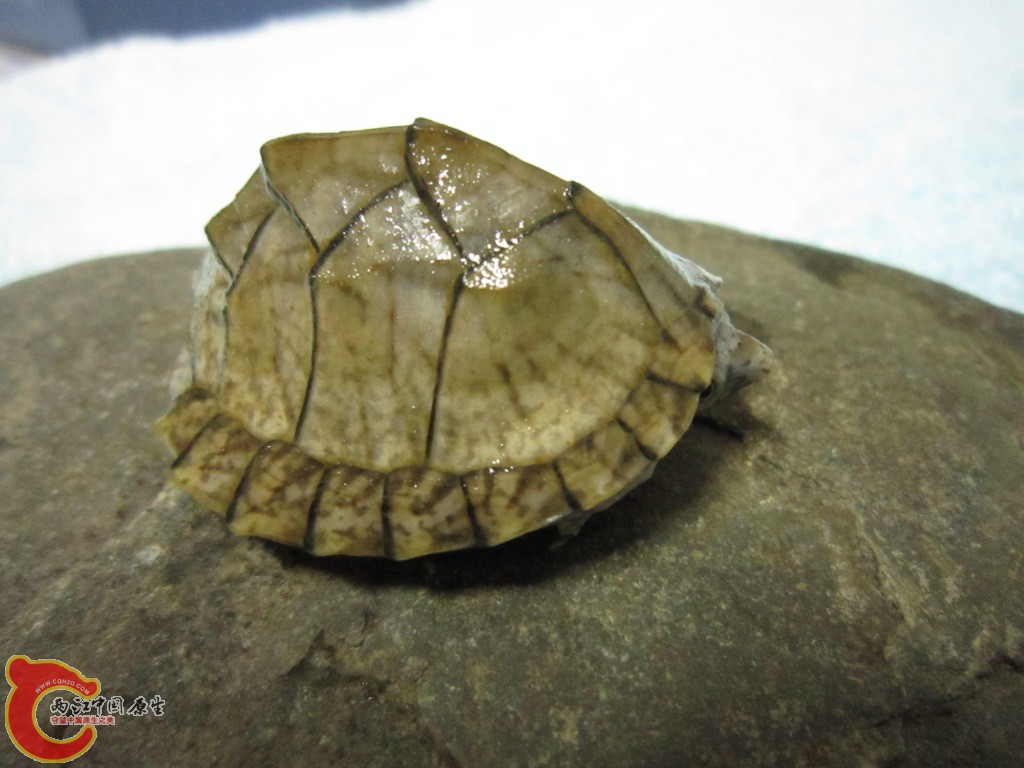 IMG_1226.JPG