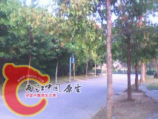 IMG0005A.jpg