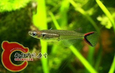 Oryzias mekongensis(湄公红尾青鳉).jpg