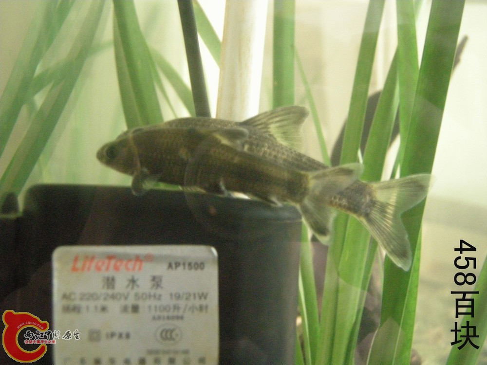 华泉.jpg