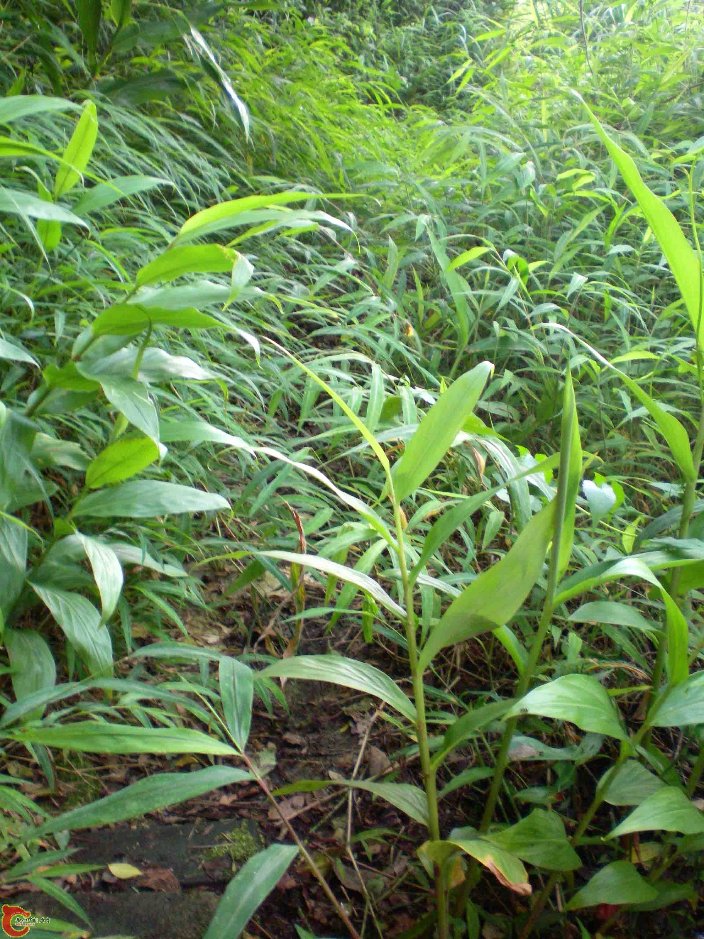 小道