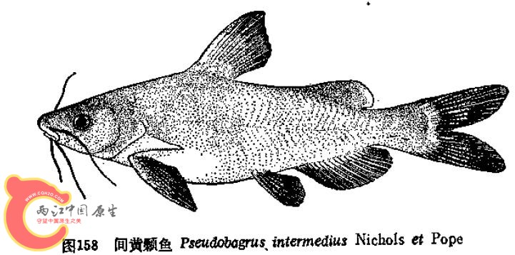 广西淡水志.jpg