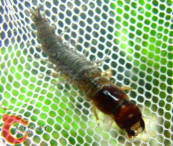 未知名水生物，求鉴定