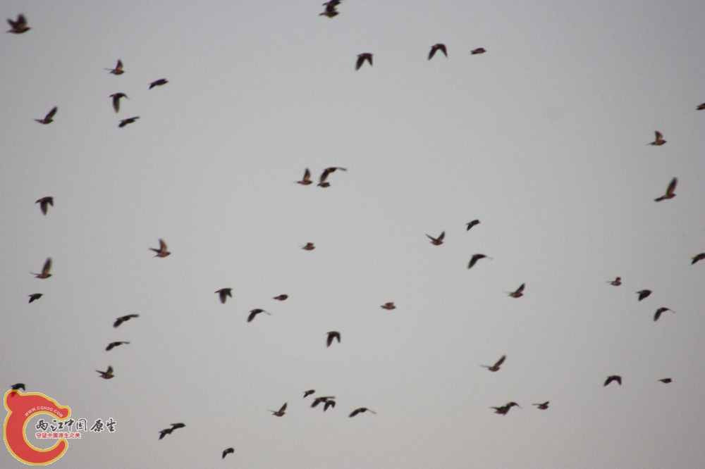 IMG_2537.jpg