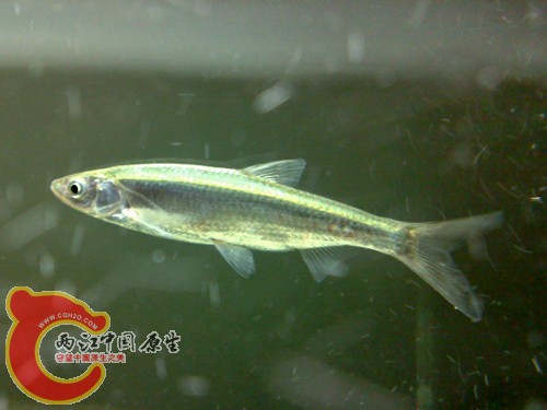 20100208573.jpg