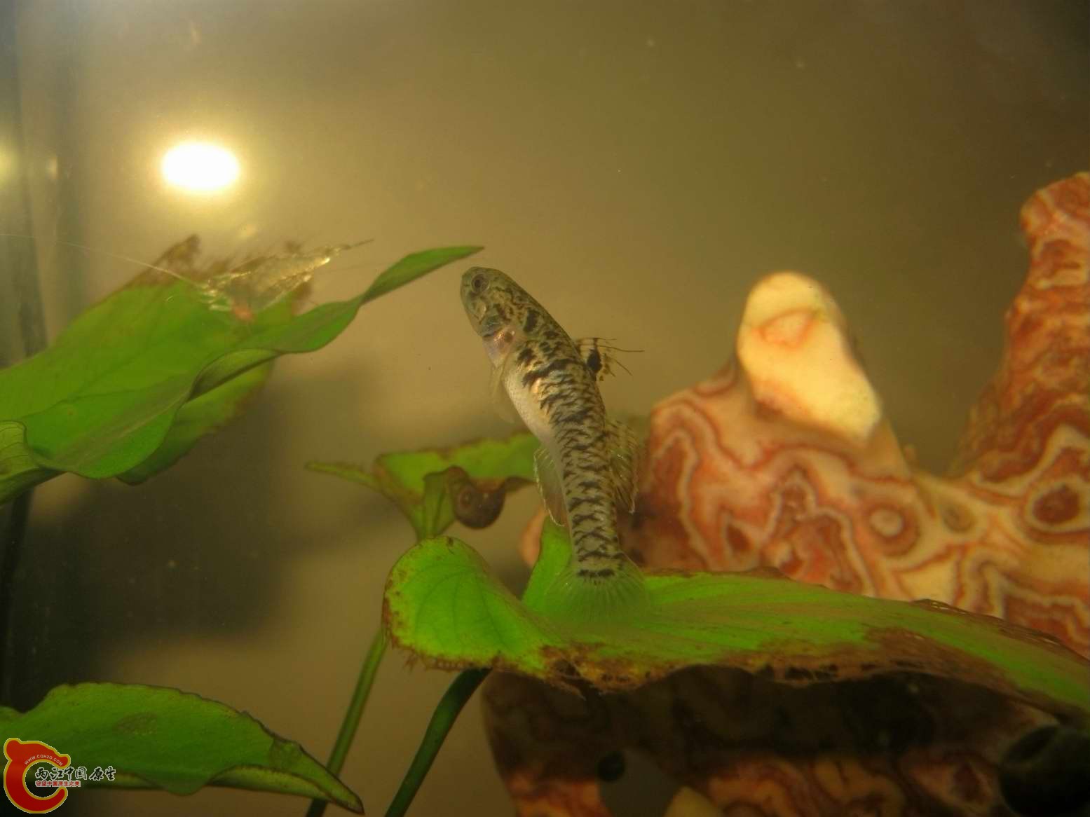 正面