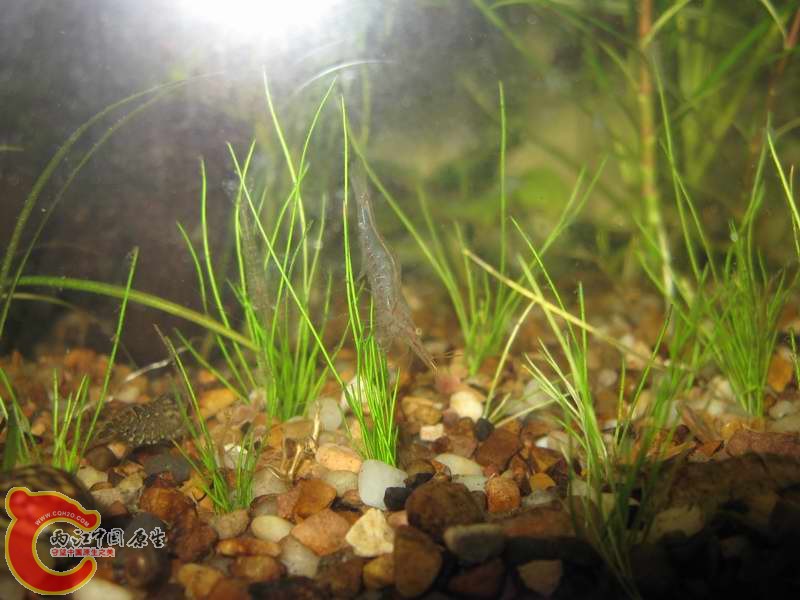 缸里也有大量的细足米虾~