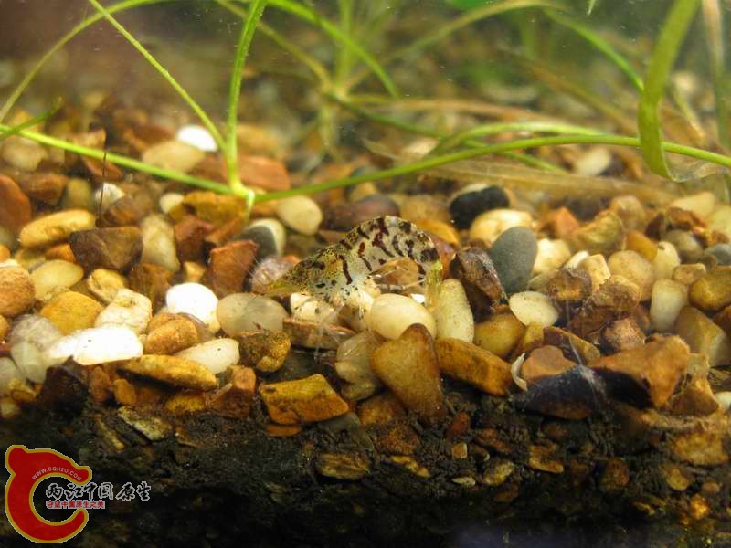 没过好水死剩下的几只虎纹