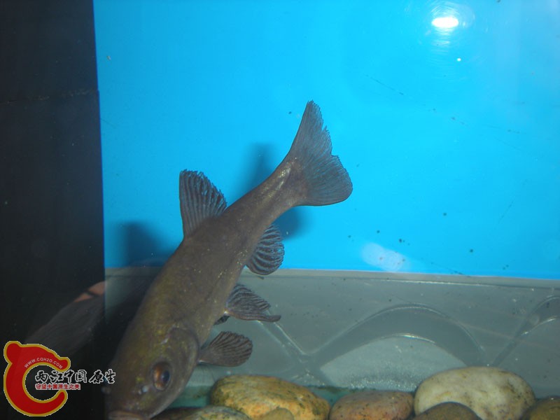 DSCN0219.jpg