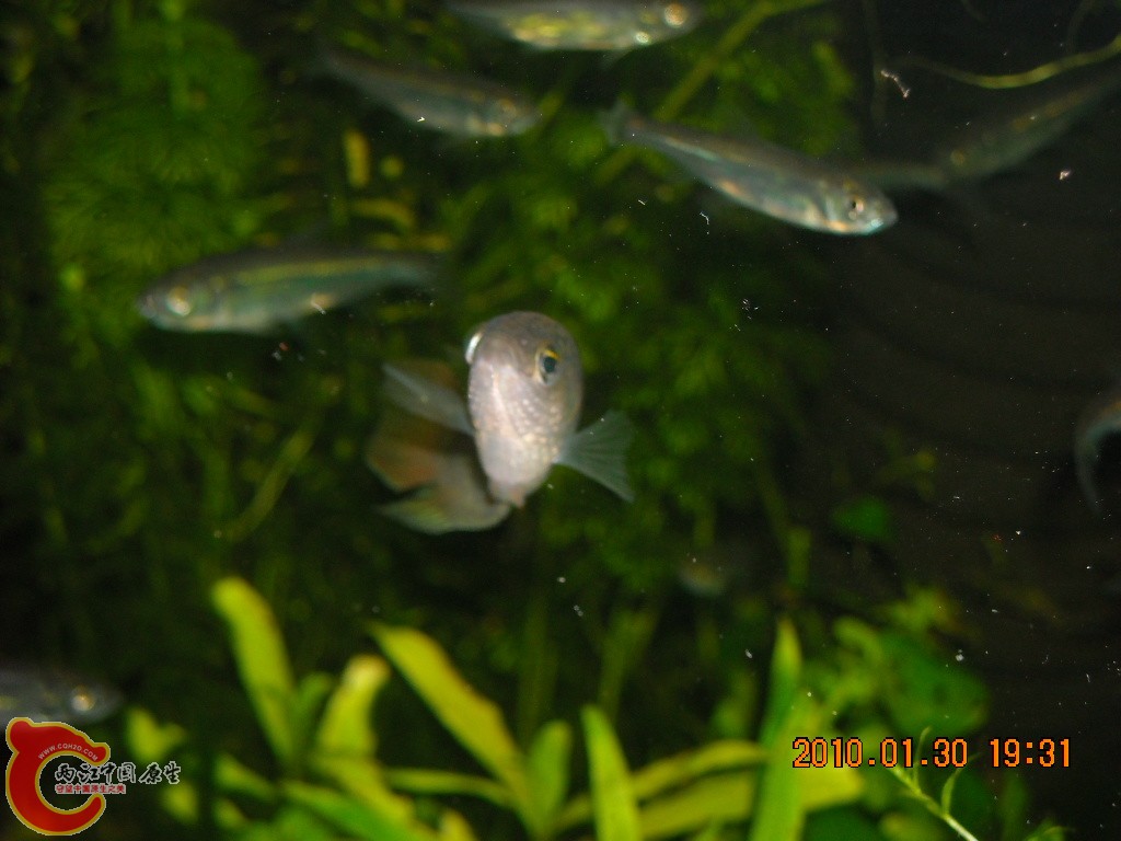 还是小斗，公的母的？