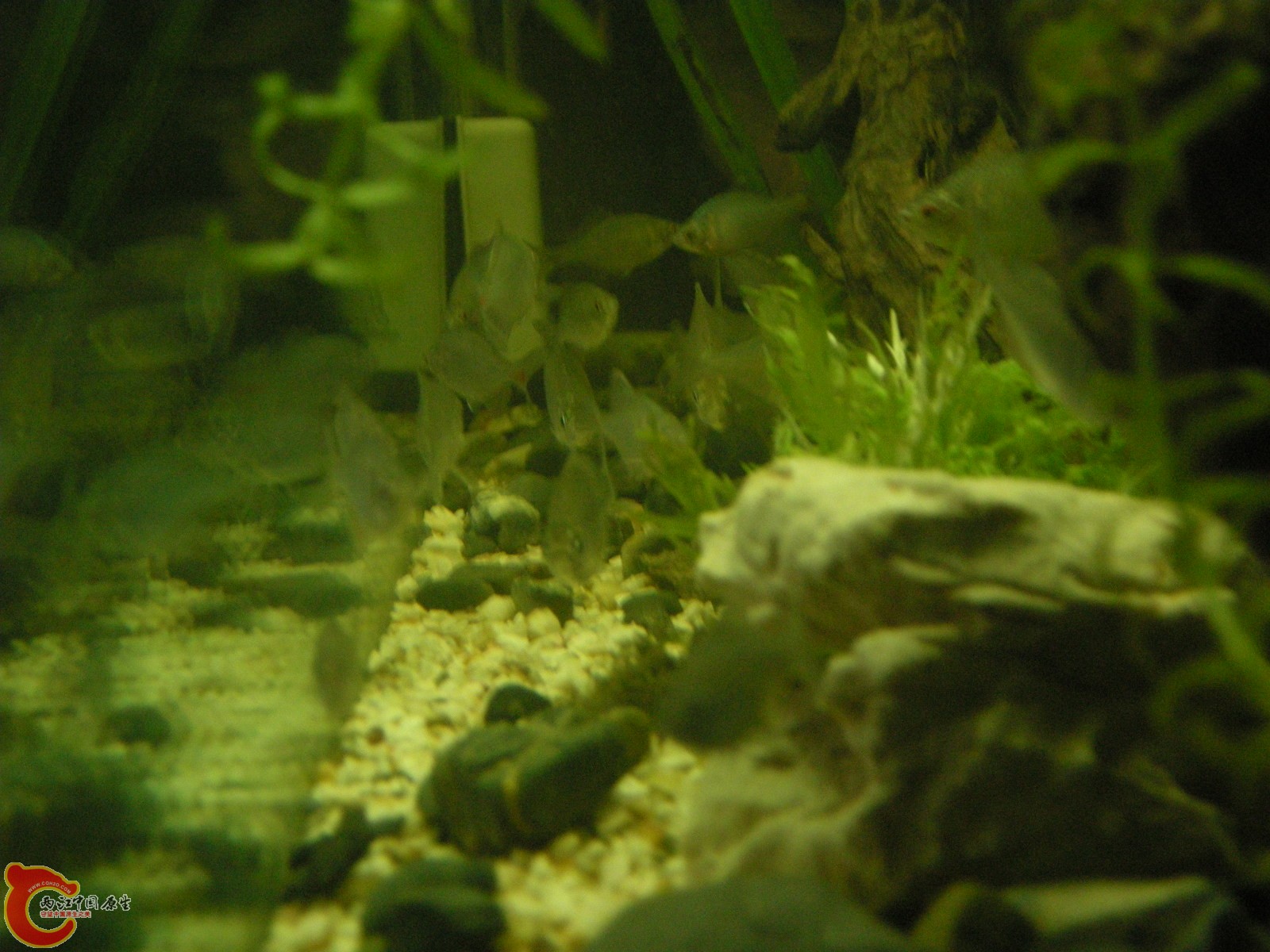 DSCN5035.JPG