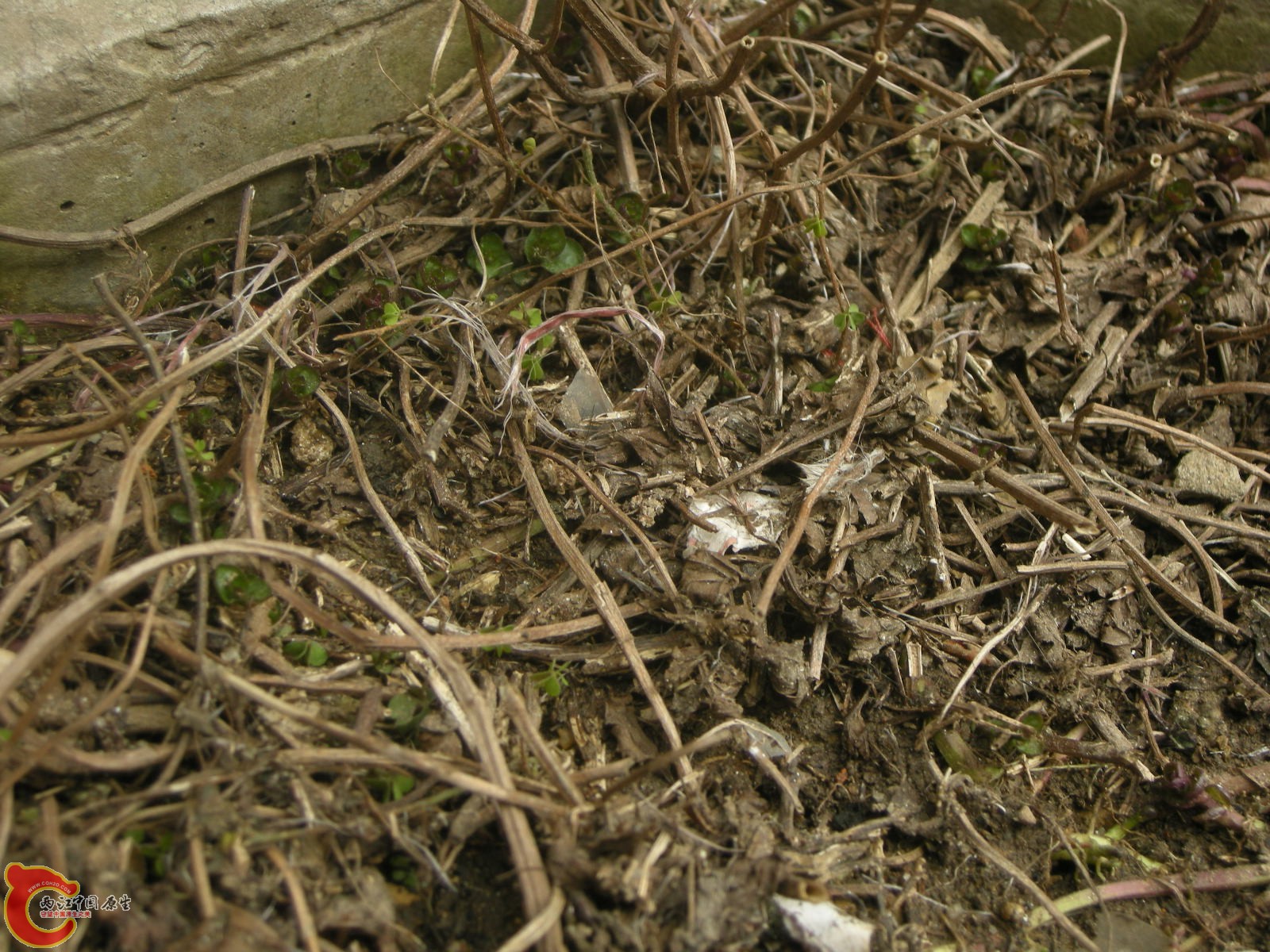 DSCN5075.JPG