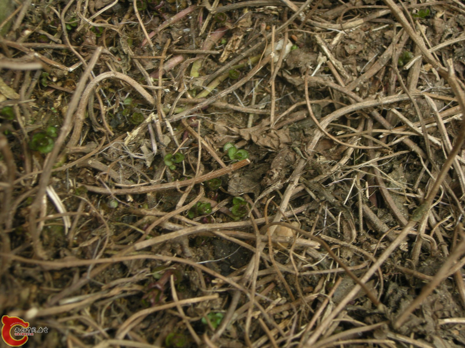 DSCN5074.JPG