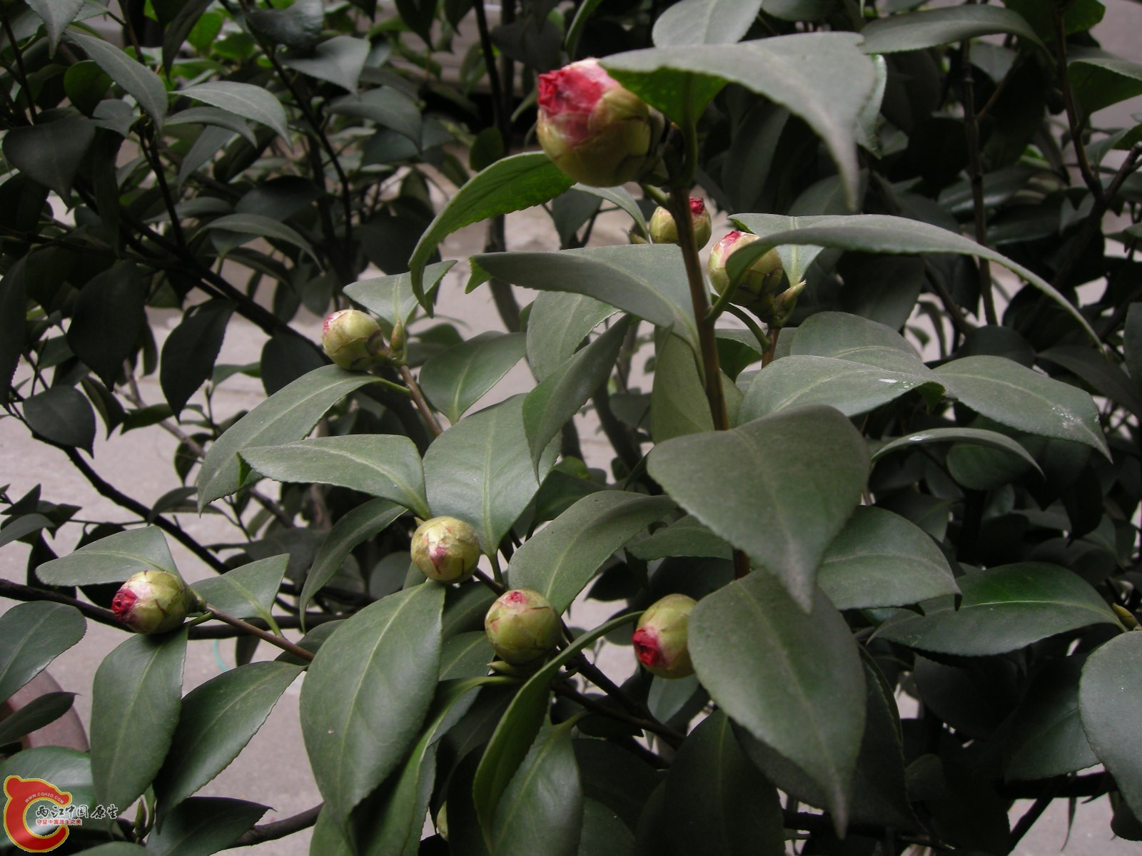 DSCN5073.JPG