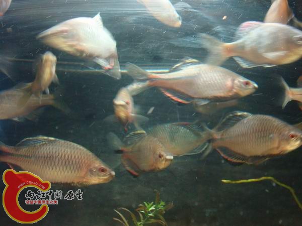 DSC03788.JPG