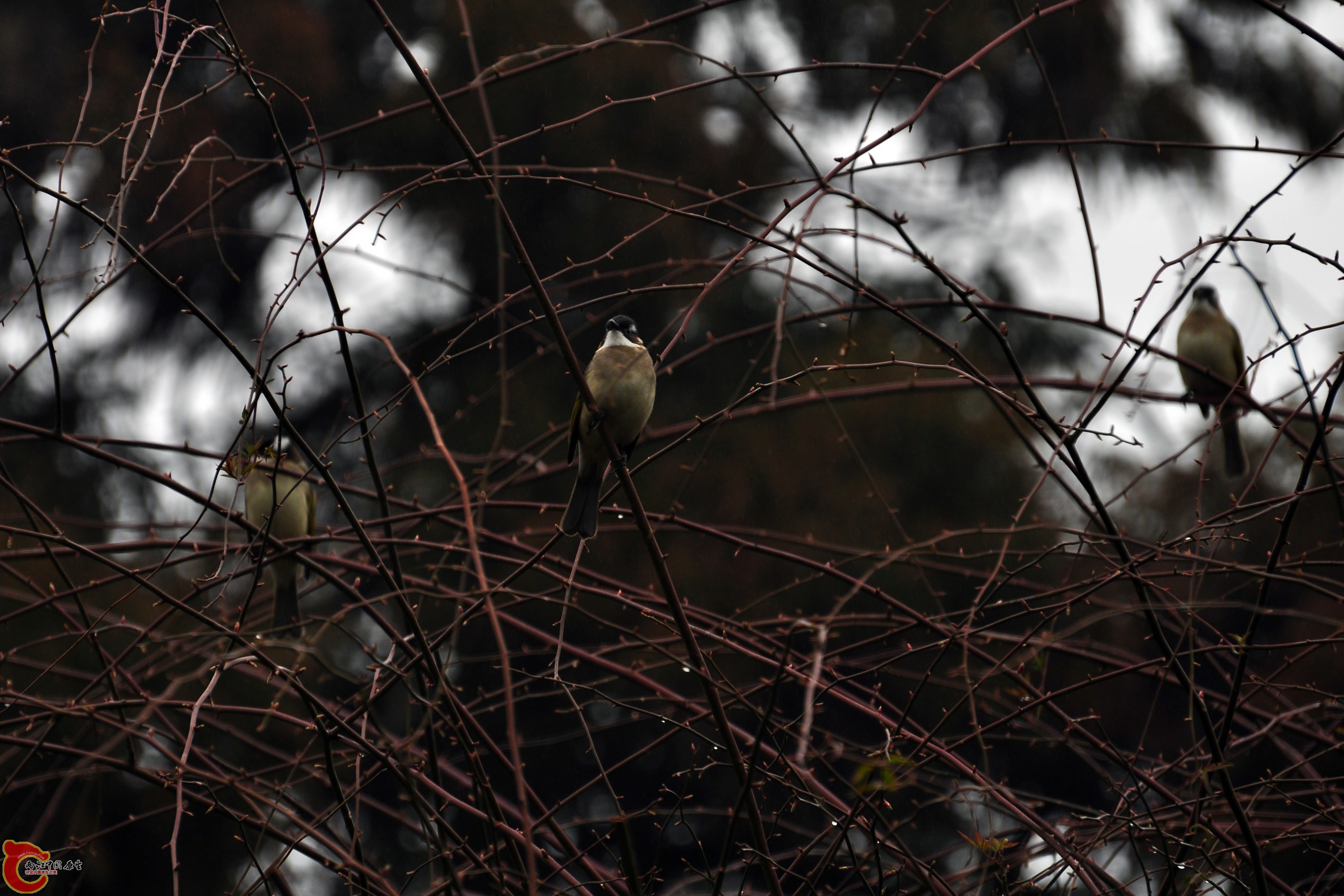 DSC_0088.jpg
