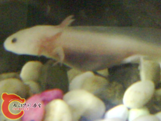 DSC00166.JPG