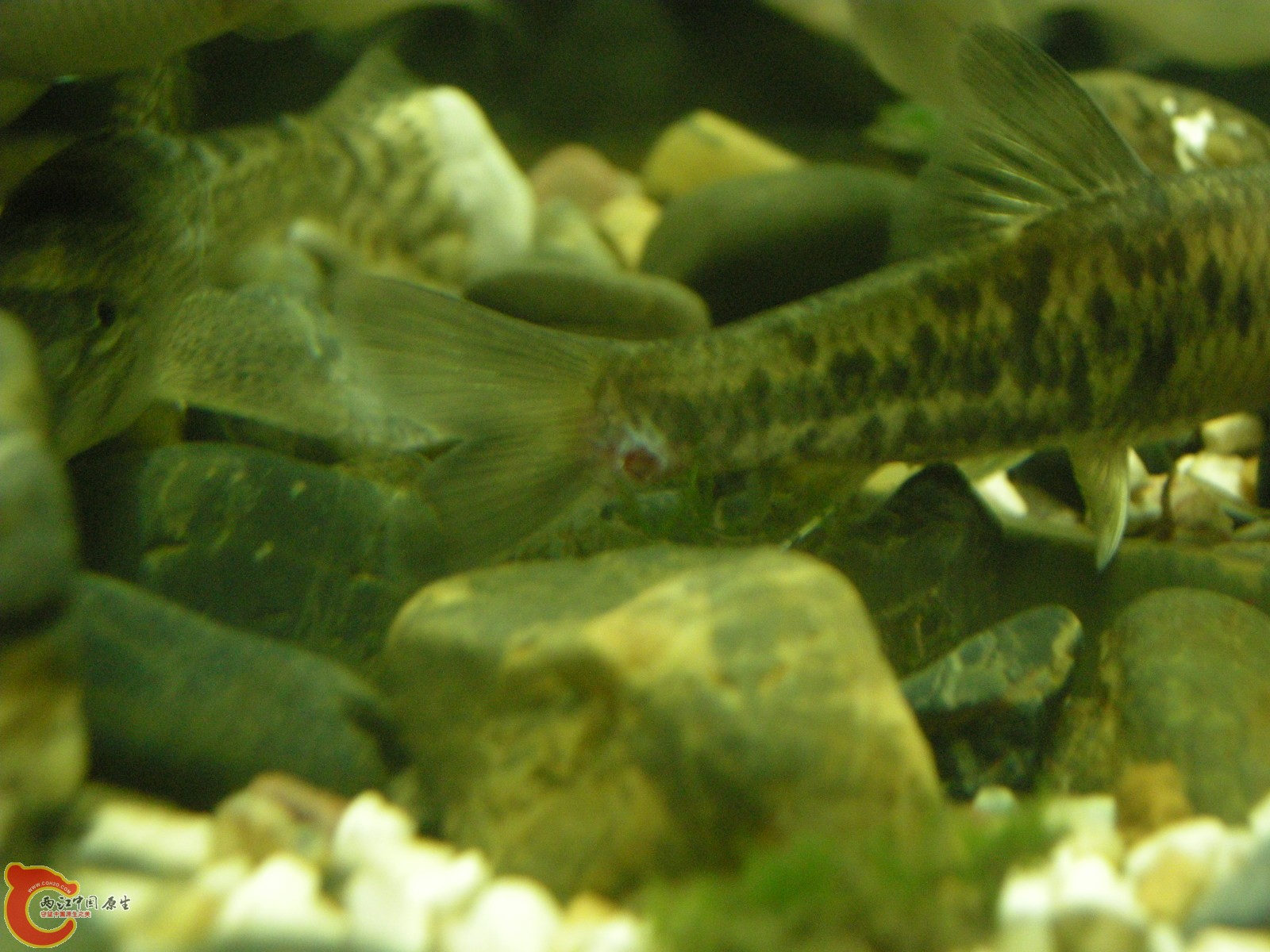 DSCN5110.JPG
