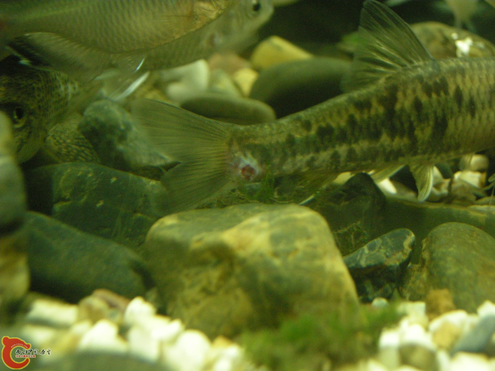 DSCN5111.JPG