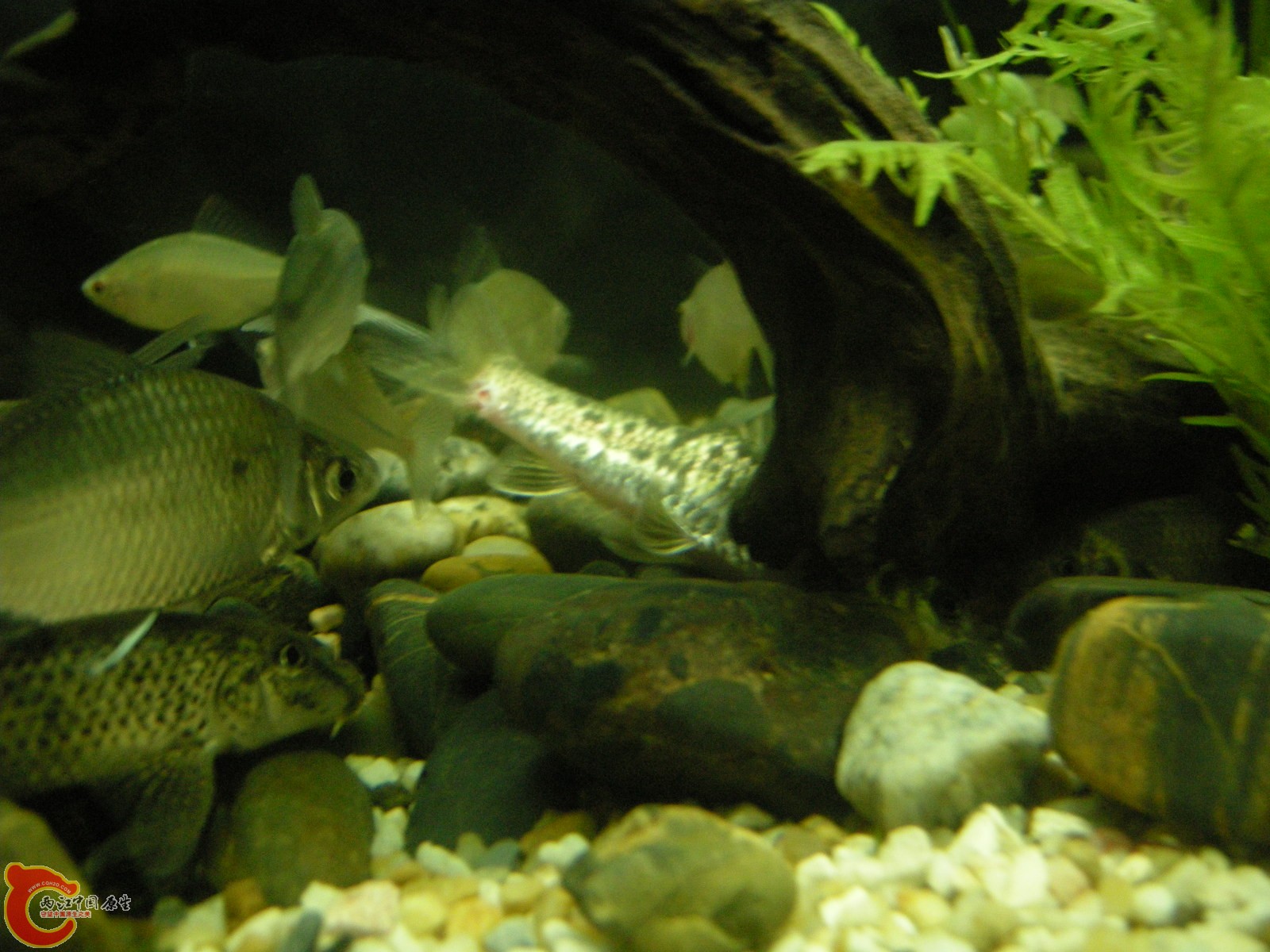DSCN5118.JPG