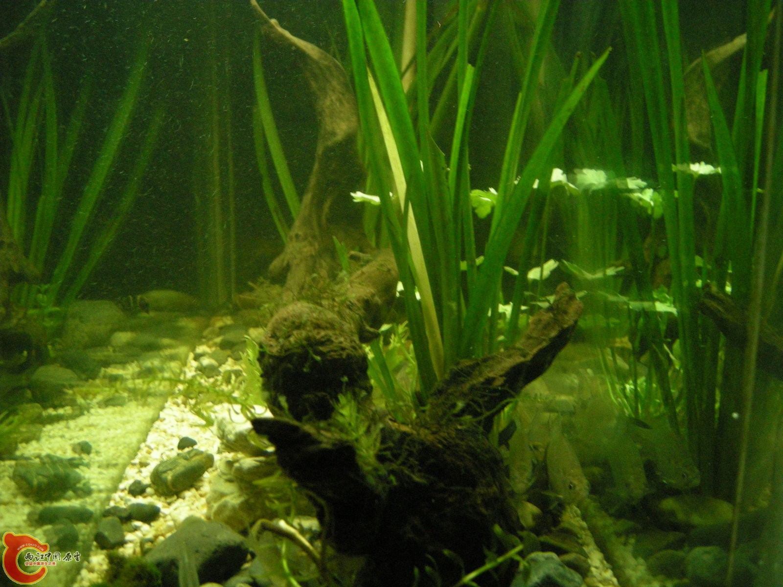 DSCN5130.JPG