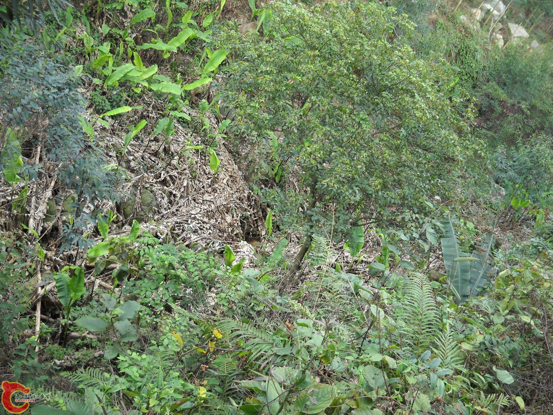 DSCN0002_03.JPG