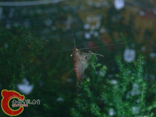 最初6只樱花和三只草虾的后代……