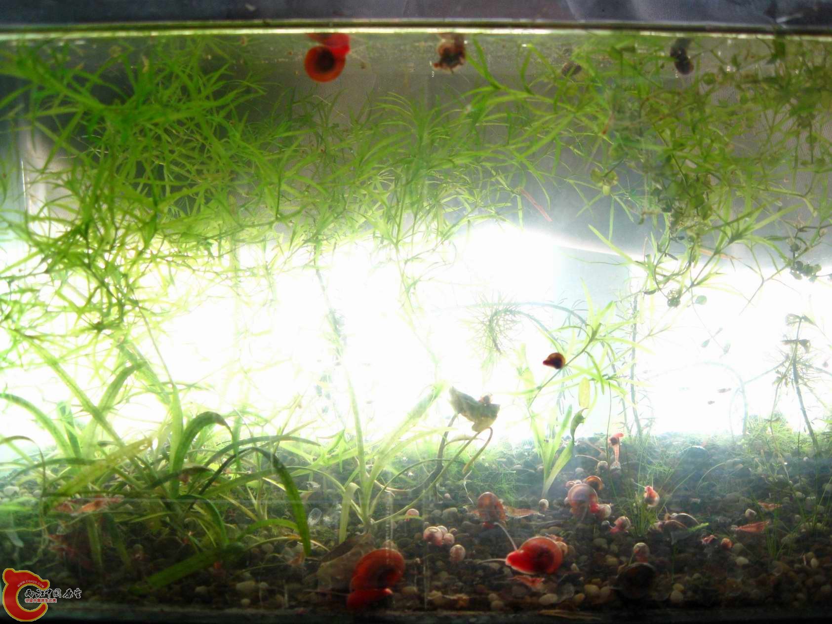 简陋的樱花虾生产车间...