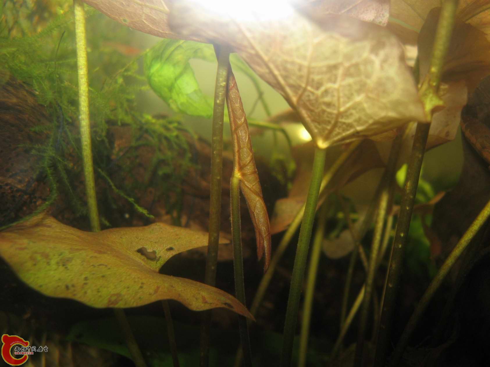 种了一年多的红芋