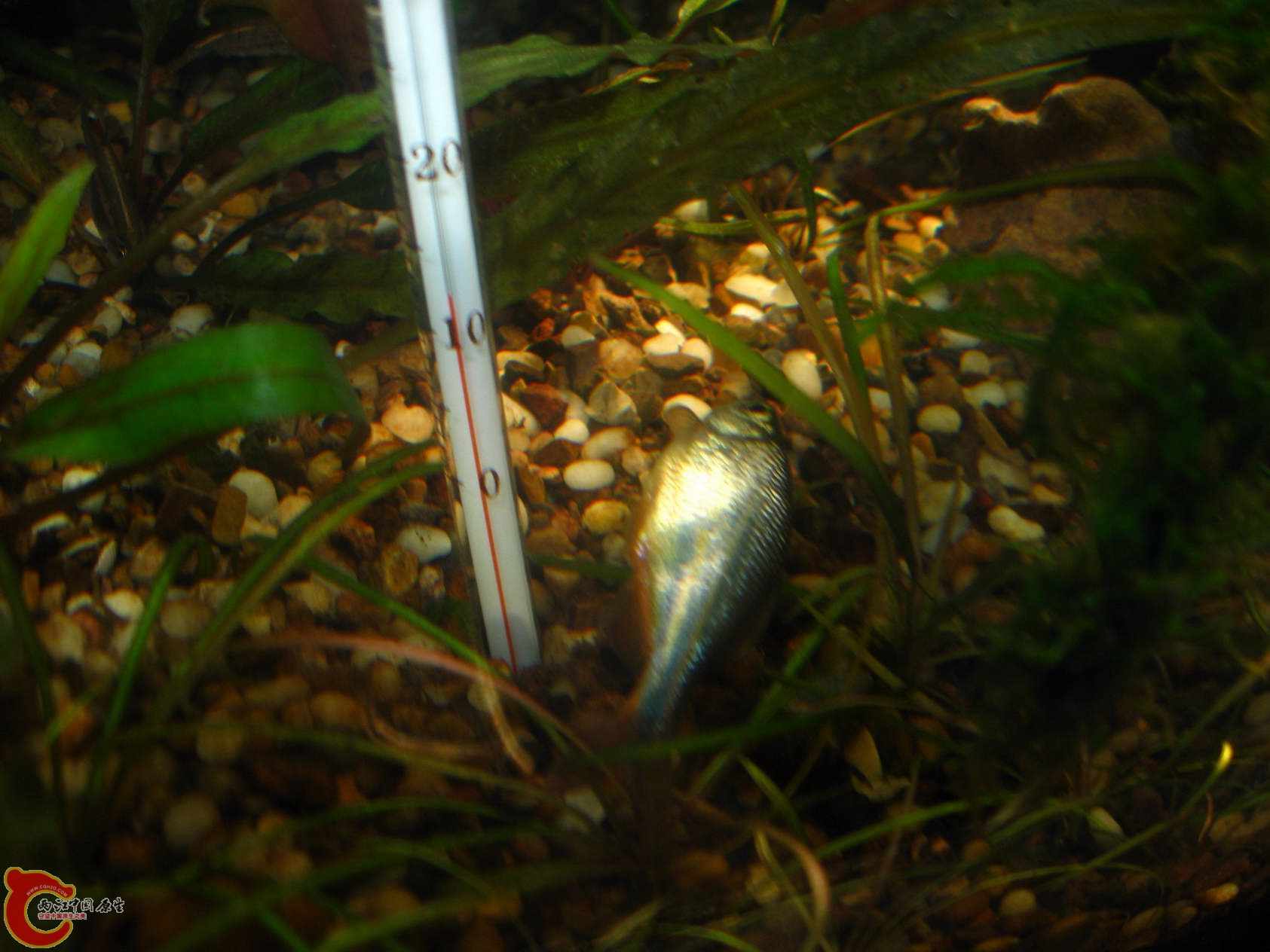 鱼的尸体就交给黑壳和其它的虾类处理吧...