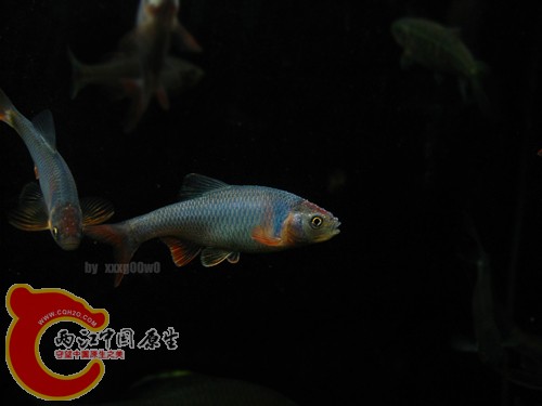 IMG_5376.jpg