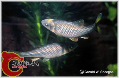 冥真小鲤（Cyprinella proserpina.）.jpg