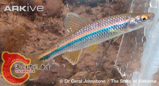 淡黑真小鲤(Cyprinella caerulea) ..jpg