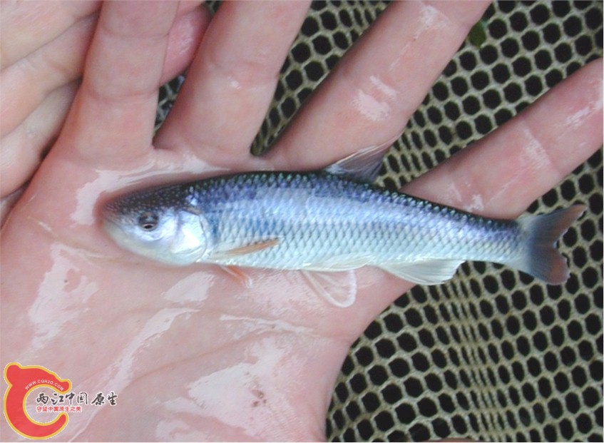 乳色真小鲤(Cyprinella galactura).jpg