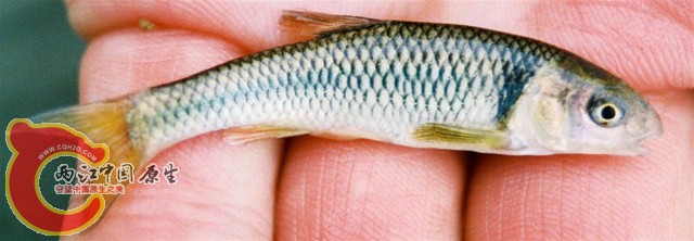 冥真小鲤（Cyprinella proserpina.）..jpg