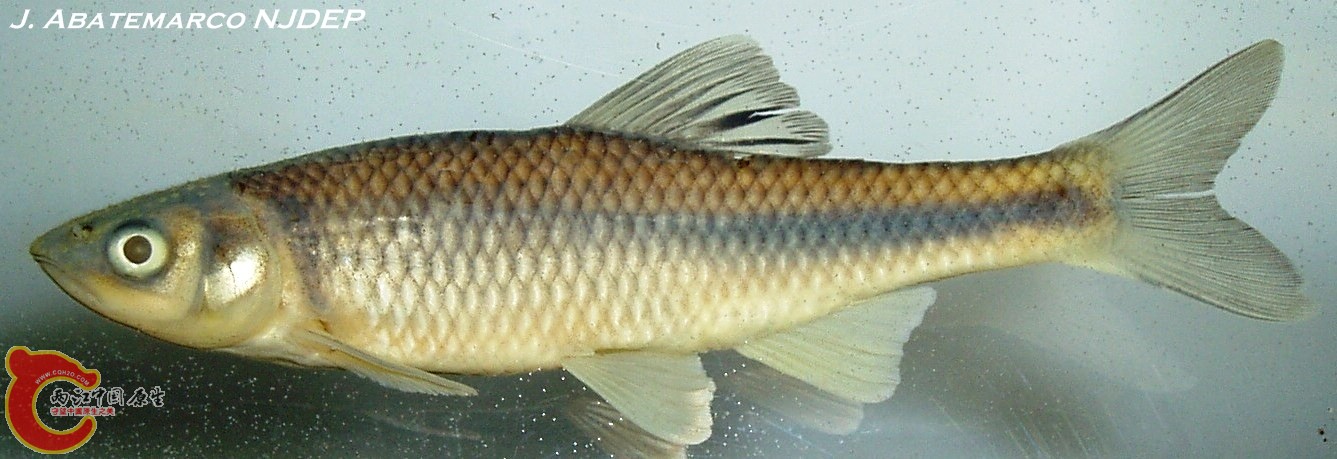 斑鳍真小鲤(Cyprinella spiloptera).jpg