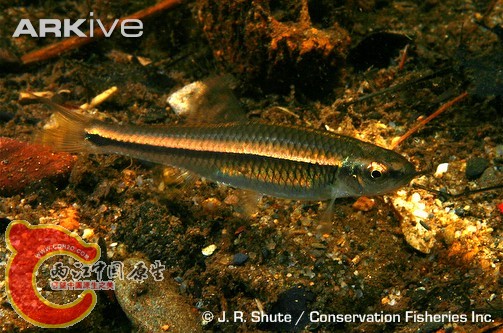 淡黑真小鲤(Cyprinella caerulea) ...jpg