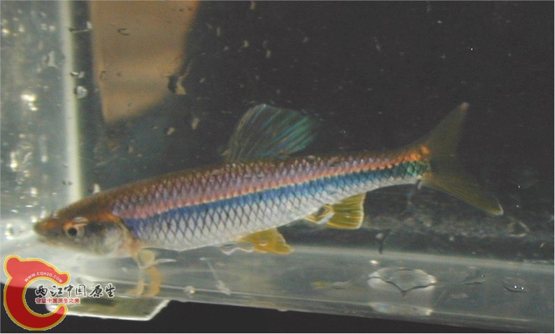 淡黑真小鲤(Cyprinella caerulea).jpg
