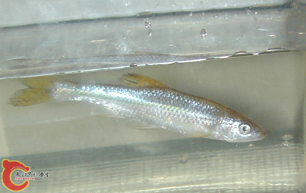 尼文真小鲤(Cyprinella nivea).jpg