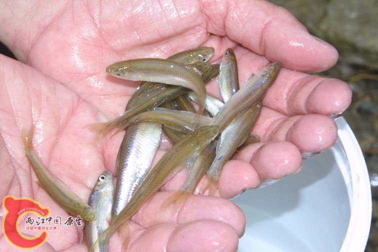 斑鳍真小鲤(Cyprinella spiloptera)..jpg