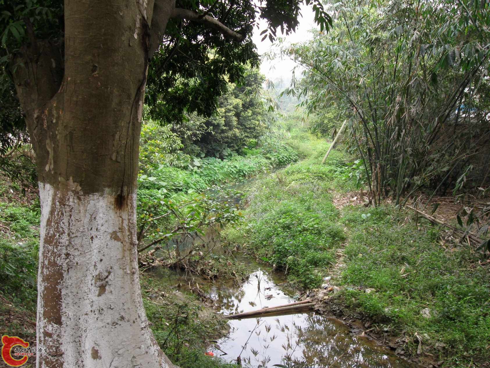 这是在往前得几公里溪流水质比刚才那好一点了