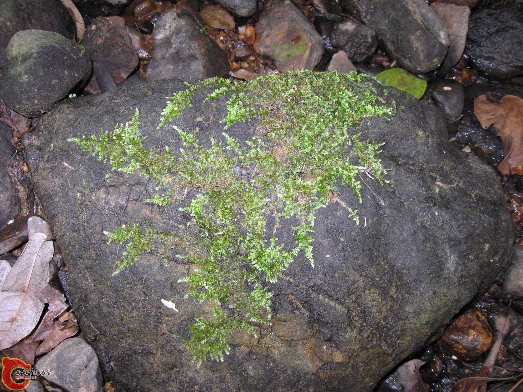 三角MOSS?