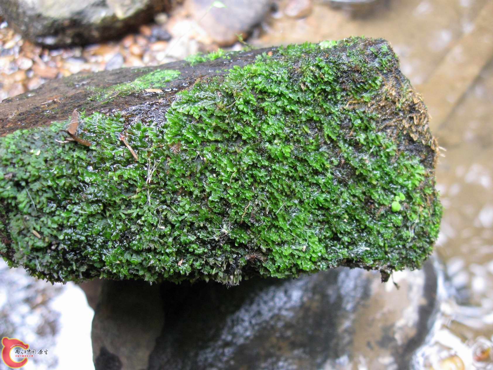 珊瑚MOSS?