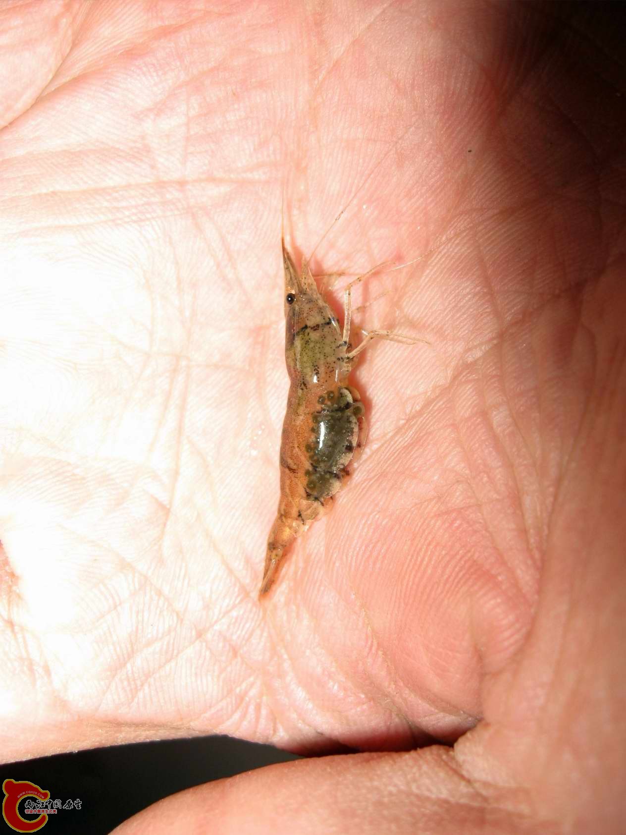 一天里就采到一只虾,和以前虾少了NN倍了可能是天太冷了吧原来的那里虾品质是很不错哦向往啊...