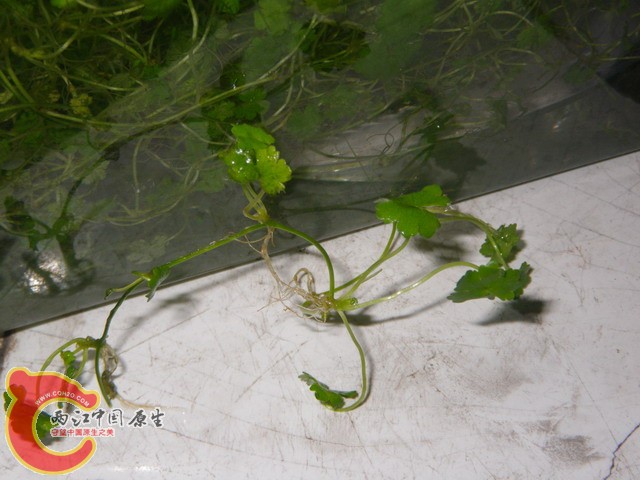 调整大小 IMGP1132.JPG