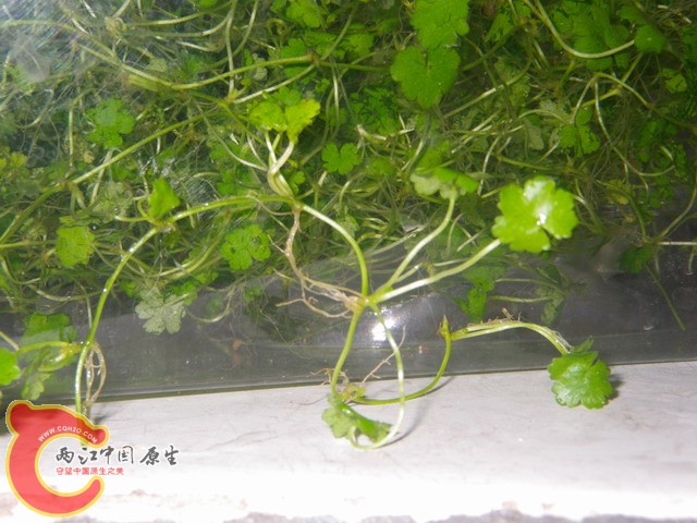 调整大小 IMGP1131.JPG